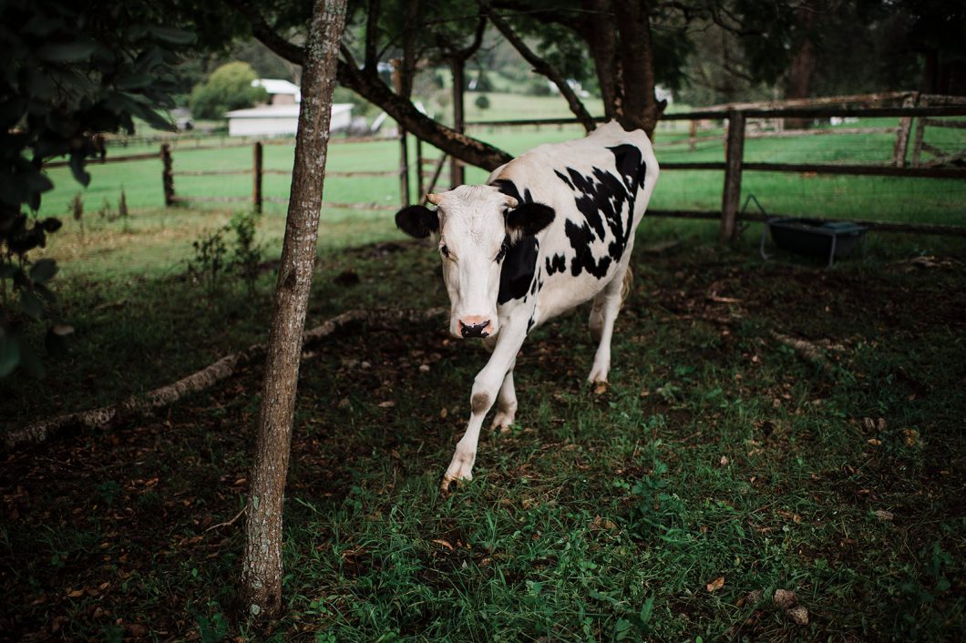 cow, farm, yarramalong valley farm stay