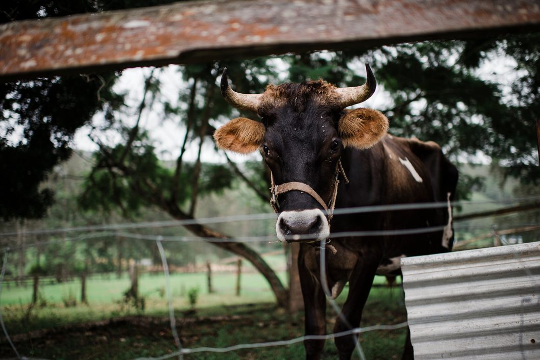 cow, farm, yarramalong valley farm stay